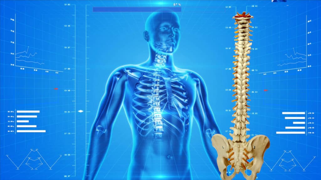 spine